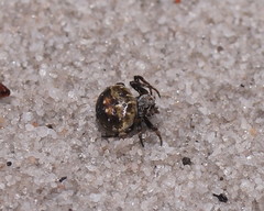 Araneus rotundulus