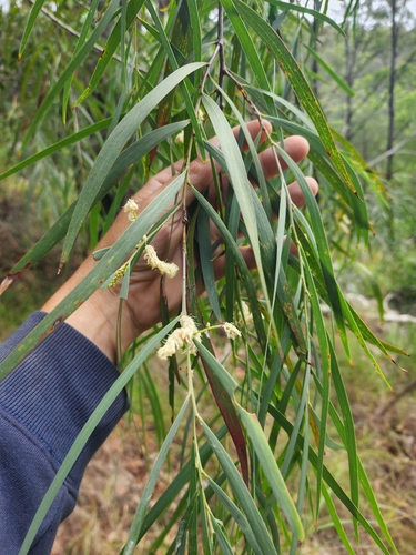 North Brother Wattle (Acacia courtii)