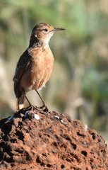 Chersomanes albofasciata