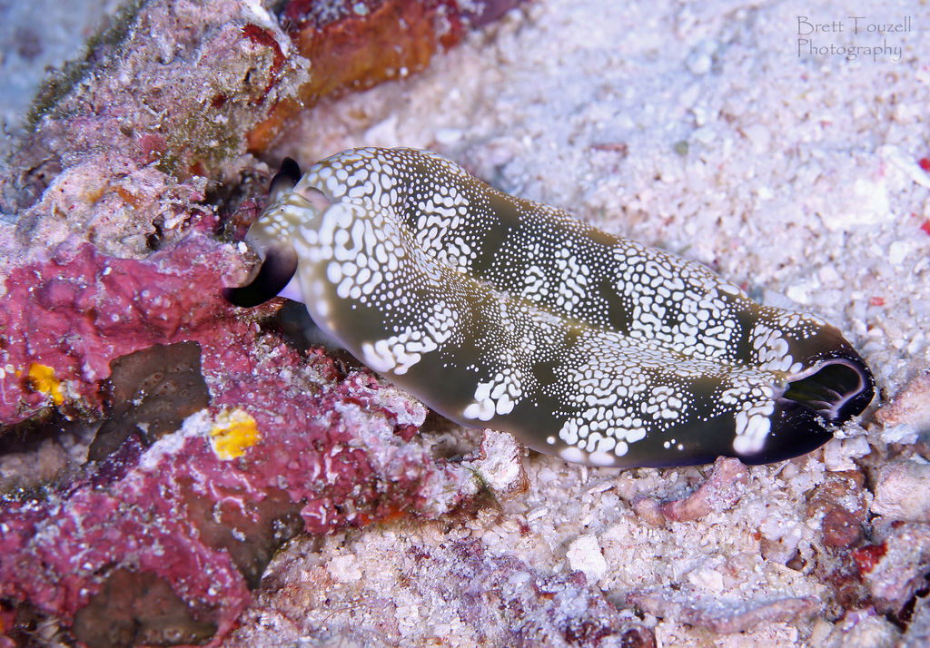 Plakobranchus papua