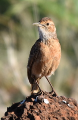 Chersomanes albofasciata