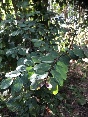 Breynia disticha observed 2024-02-10