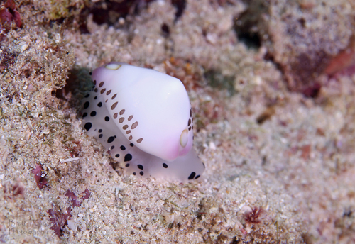 Little Egg Cowry — seen at this dive site
