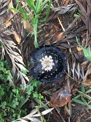 Coprinus calyptratus