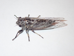 Platypedia tomentosa