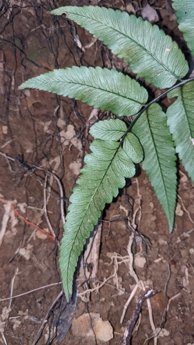 Diplazium maonense, photograph 3