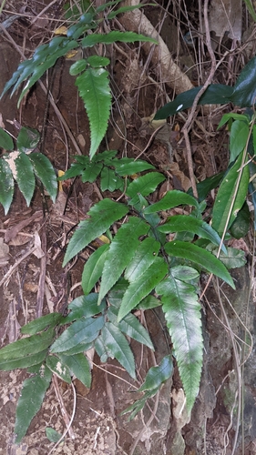 Diplazium maonense, photograph 4