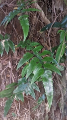 Diplazium maonense, photograph (c) 許文俊, some rights reserved (CC BY-SA)