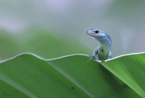Meyer's Emo Skink — seen at this dive site