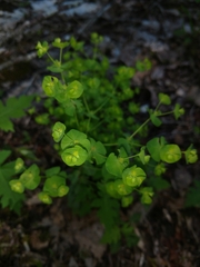 Euphorbia commutata