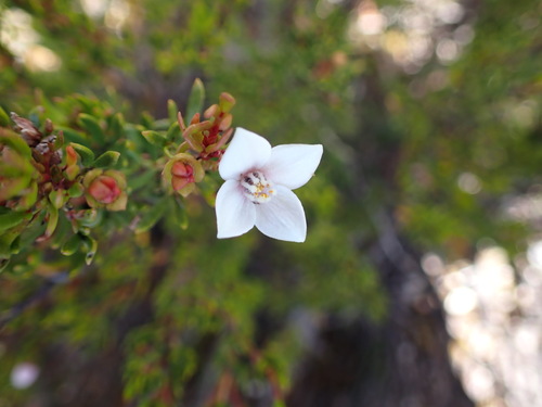 Image of Boronia citriodora by (c) ttsquid, some rights reserved (CC BY)