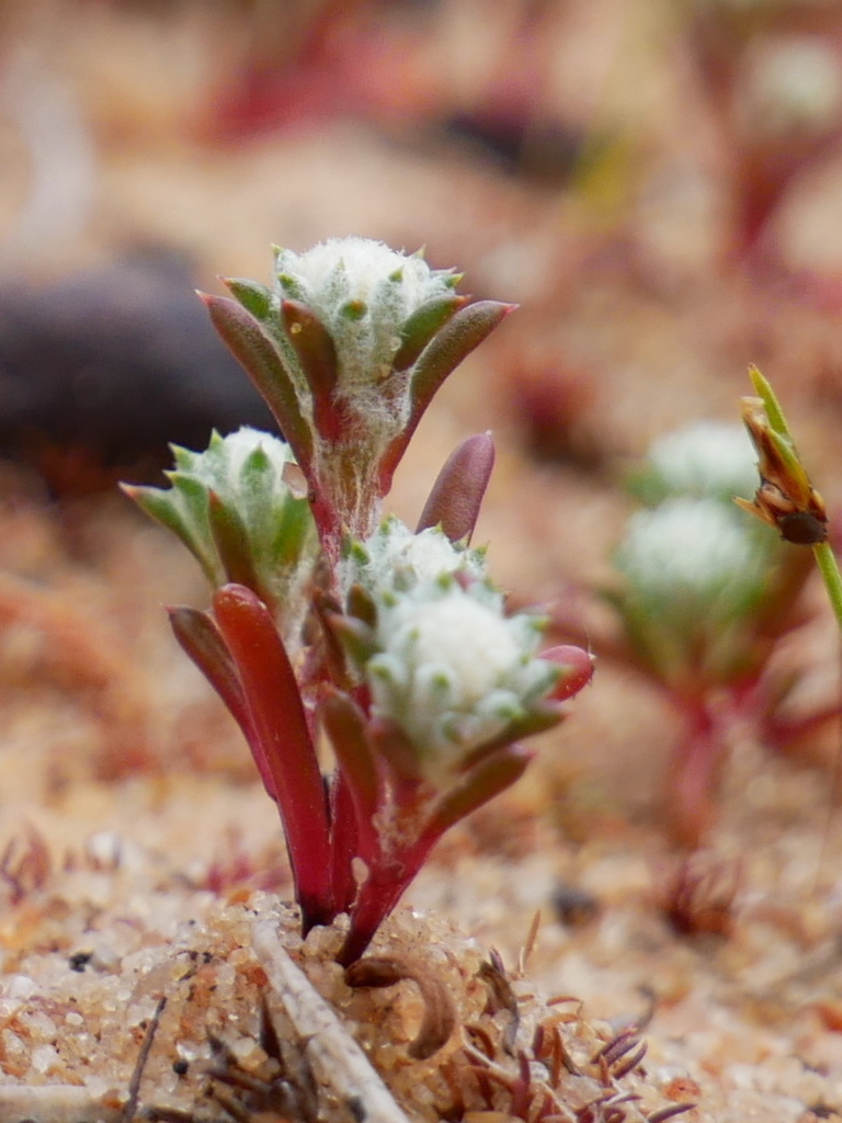 Pogonolepis stricta from Kalbarri National Park WA 6536, Australia on ...