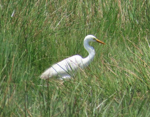 Yellow-billed Egret (Ardea brachyrhyncha), photo 9