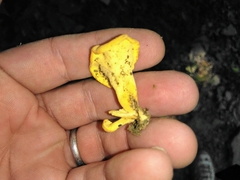 Cantharellus appalachiensis