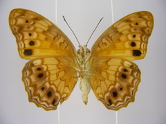 Phalanta eurytis eurytis