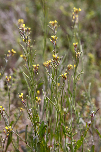 Erysimum sisymbrioides