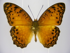 Phalanta eurytis eurytis