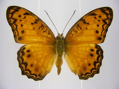 Phalanta eurytis eurytis