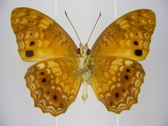 Phalanta eurytis eurytis