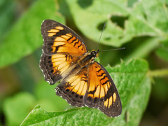 Junonia sophia sophia