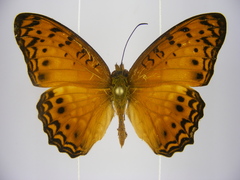 Phalanta eurytis eurytis