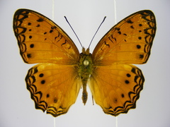 Phalanta eurytis eurytis