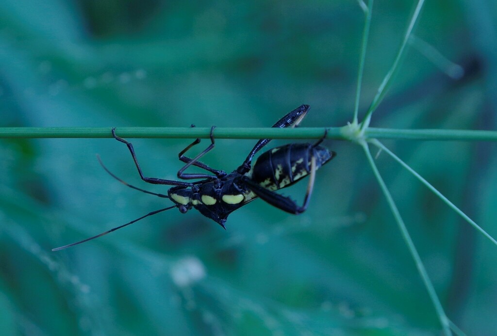 brown bean bug from Maryborough, AU-QL, AU on February 11, 2024 at 09: ...