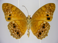 Phalanta eurytis eurytis