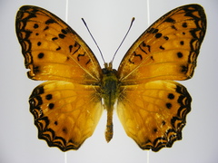 Phalanta eurytis eurytis