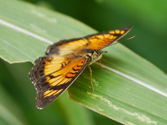 Junonia sophia sophia
