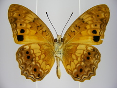 Phalanta eurytis eurytis