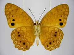 Phalanta eurytis eurytis