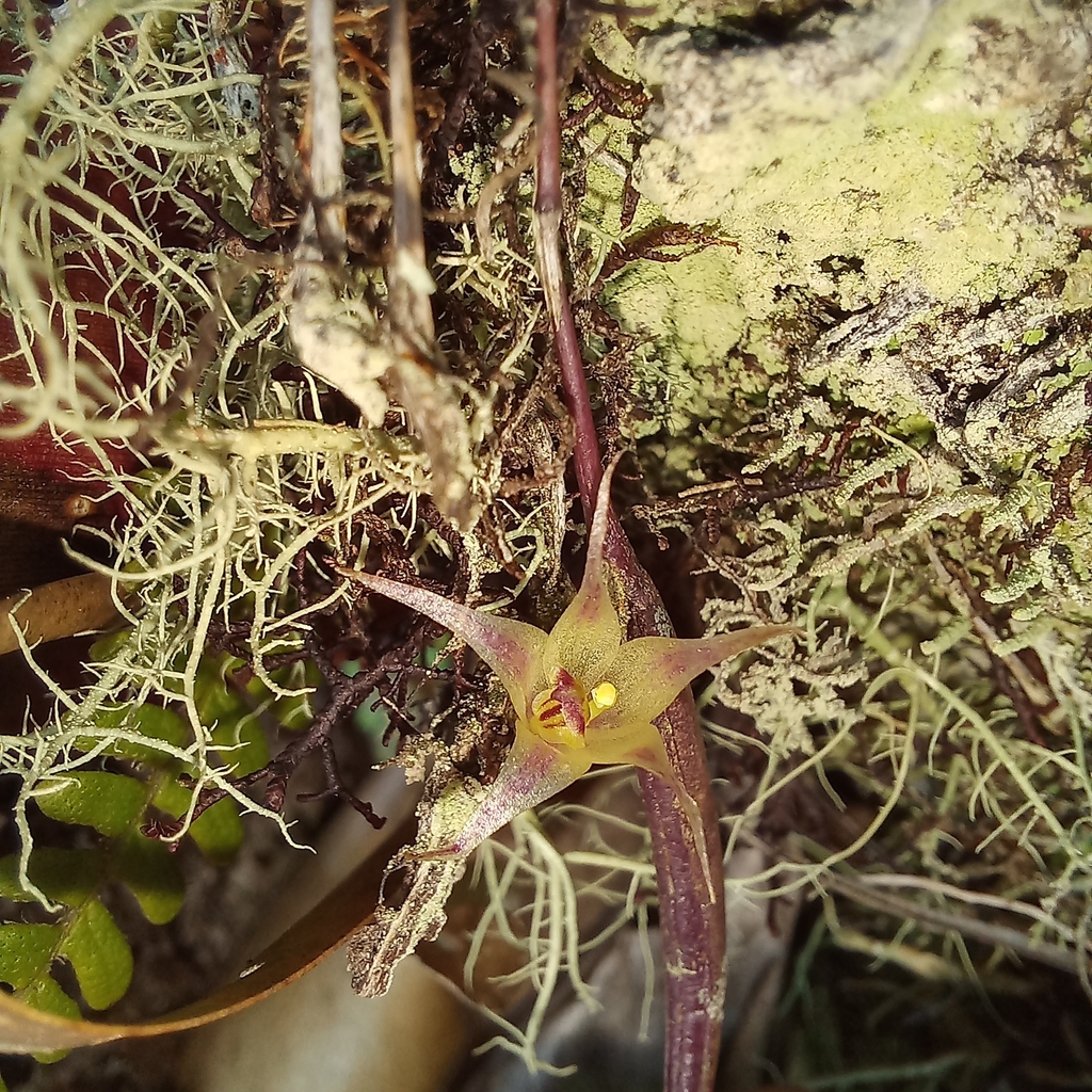 Octomeria octomeriantha