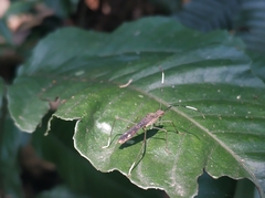 Tuberculiformia subinermis