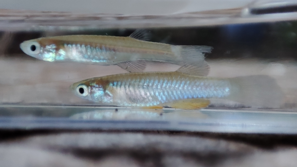 Nile killifish (Micropanchax loati) — Procatopodidae