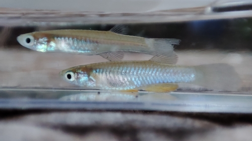 Nile killifish (Micropanchax loati) — Procatopodidae
