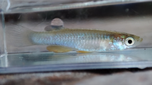 Nile killifish (Micropanchax loati) — Procatopodidae