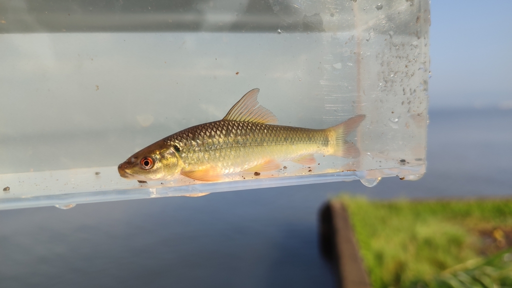 Ningu (Labeo victorianus) — Cyprinidae
