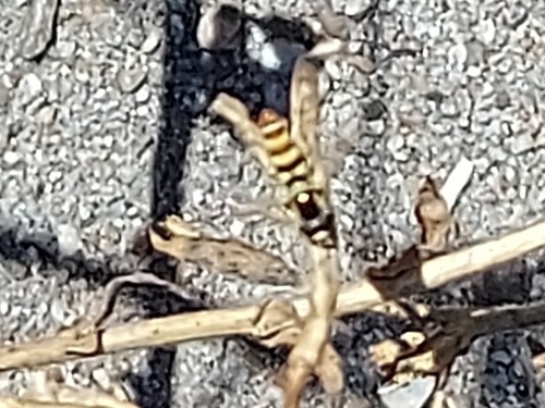 Epauletted Hover Fly photo 4