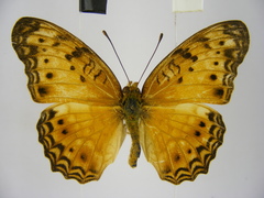 Phalanta eurytis eurytis