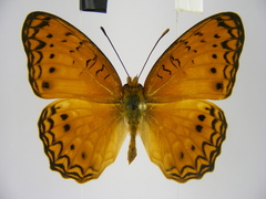 Phalanta eurytis eurytis