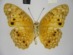 Phalanta eurytis eurytis