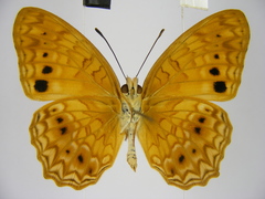 Phalanta eurytis eurytis