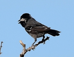 Melaniparus cinerascens