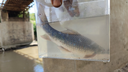 Ningu (Labeo victorianus) — Cyprinidae — 5