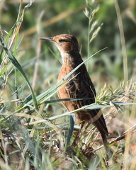 Chersomanes albofasciata