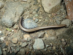 Californiulus yosemitensis
