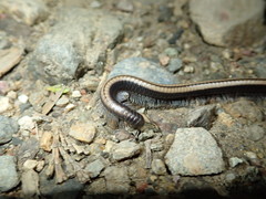 Californiulus yosemitensis