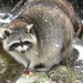 Common Raccoon - Photo (c) BS Thurner Hof, some rights reserved (CC BY-SA)