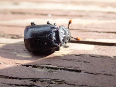 Nicrophorus nigrita